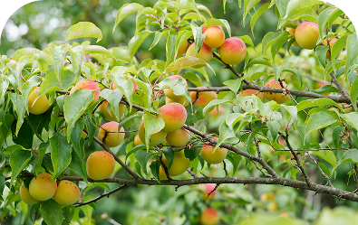 KISHU UME (Organic Pickled Plum)